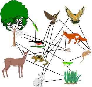 food chain a group of living things where each one