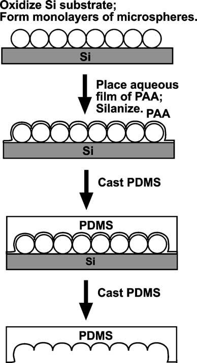 (c) The hemispherical wells on the membrane sag onto the photoresist and form hemispherical voids between the membrane and the photoresist.