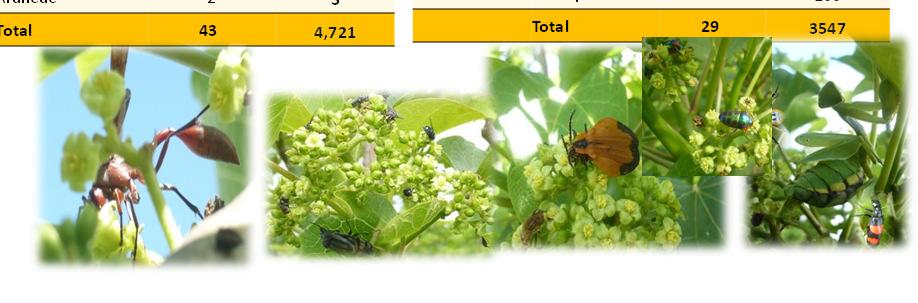 Ressults and discussion Main inflorescence visitors Class Order Species richnes Total Individuals Insecta Hymenoptera 13 762 Insecta Hemiptera 3 106 Insecta Coleoptera 6 38 Insecta Diptera 10 3796
