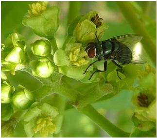 chloropyga was the most abundant visitor The hymenopterans were the second largest group accounting for 23% Malawi