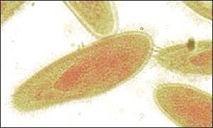 Ciliates phylum Ciliophora Move by cilia Paramecium are typical ciliates Cilia are hair like structures that help are used for