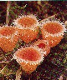 Fungi Sac Fungi Phylum Ascomycota Produce spores in a sac called the ascus Include yeasts that is used in