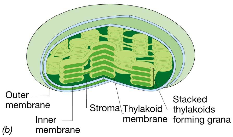 Oxygenic Membrane Systems Plants/Algae - chloroplast with thylakoid