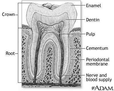 Thermal Expansion and Teeth Thermal Expansion and Teeth Coefficients of linear expansion: Enamel: 11.4 x 10-6 C Dentin: 8.