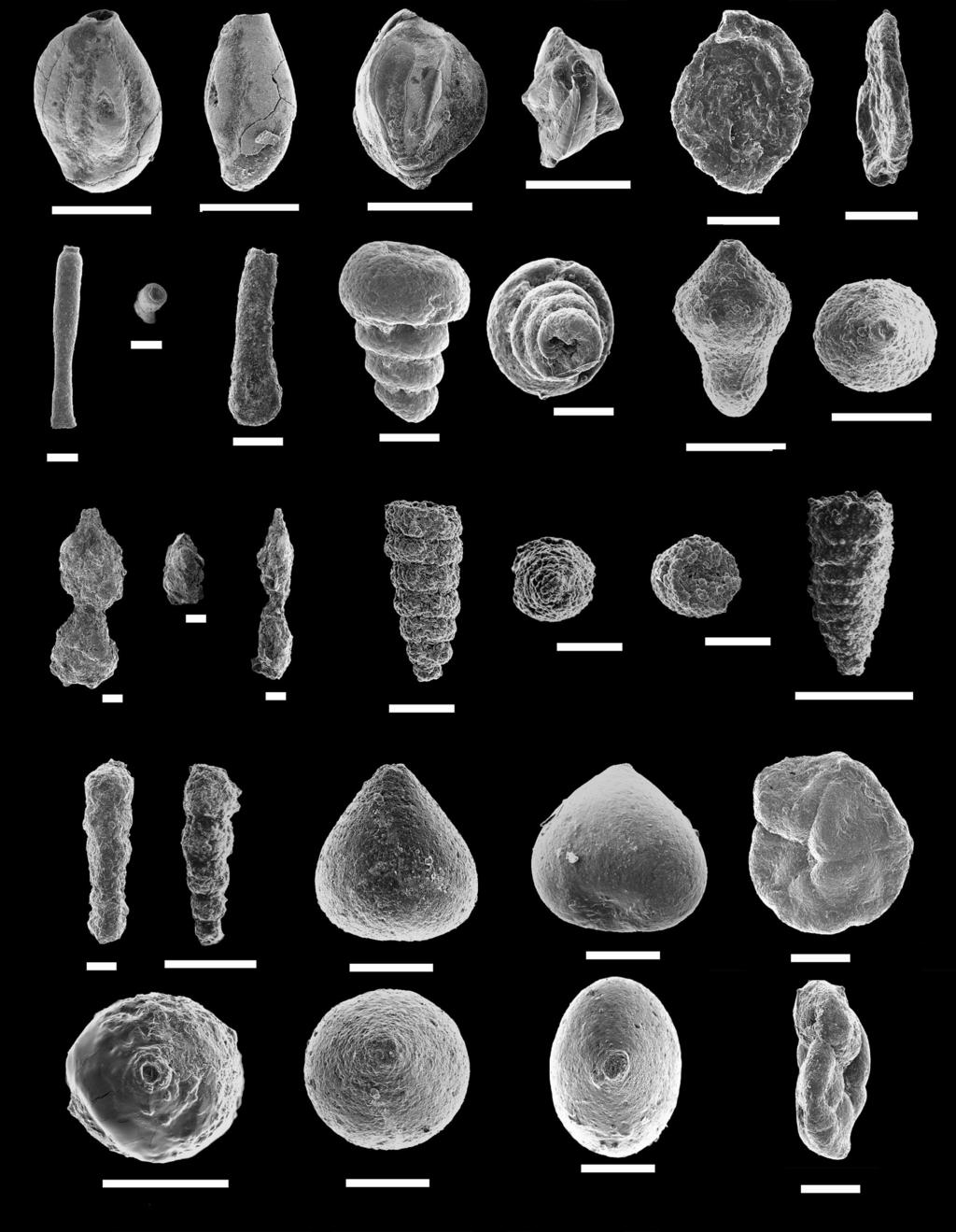 PATTERSON, HAGGART, & DALBY: CRETACEOUS FORAMINIFERA OF B.C. FIGURE 5. All scale bars = 100 um, unless otherwise indicated. 1, 2, Miliammina manitobensis Wickenden 1932, GSC No.
