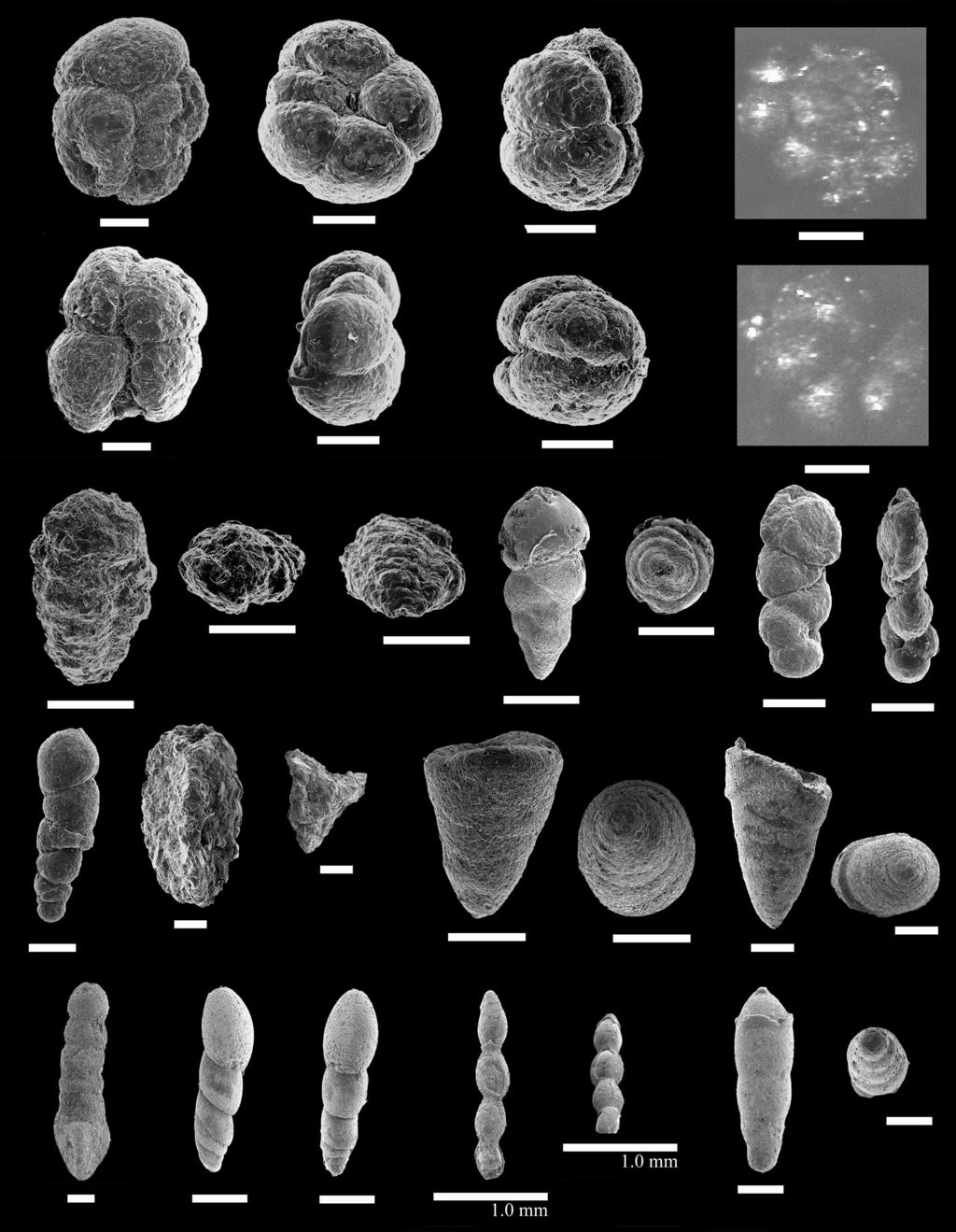 PATTERSON, HAGGART, & DALBY: CRETACEOUS FORAMINIFERA OF B.C. FIGURE 7. All scale bars = 100 um, unless otherwise indicated. 1, 2, Trochammina wetteri Stelck and Wall 1955, GSC No.