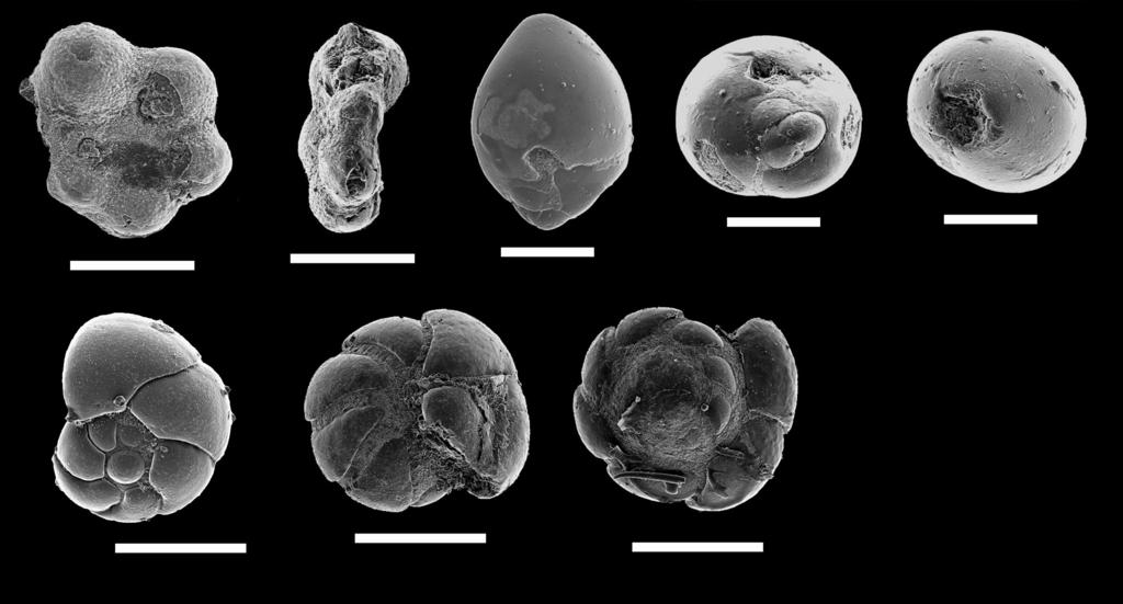 PATTERSON, HAGGART, & DALBY: CRETACEOUS FORAMINIFERA OF B.C. FIGURE 9. All scale bars = 100 um, unless otherwise indicated. 1, 2, Hedbergella delrioensis (Carsey 1926), GSC No.