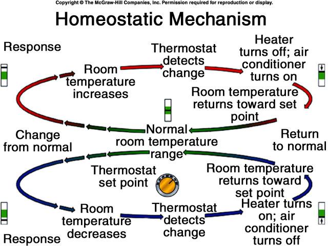 IV. Homeostasis and Feedback 19 B. Negative Feedback and Stability 1. Negative feedback is the main way the body returns to stable conditions.