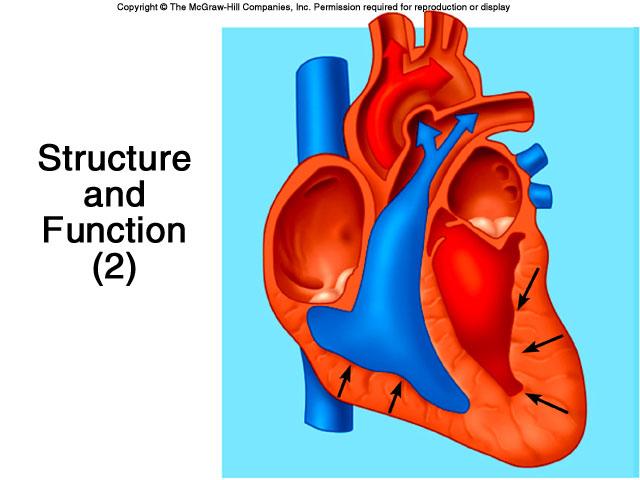 3 B. Physiology - The Study of Function 1.