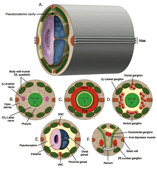 Page 3 of 15 IntroFIG2. Nematode body plan with cross sections from head to tail. Approximate level of each cross section is labeled in IntroFIG1B. A. Posterior body region.