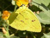Butterfly Basics:! Nectar Plants!