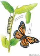 Butterfly Basics:!