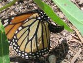 Monarch adult (top is male,