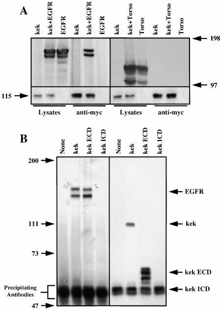 A Novel Regulator of the Drosophila EGF Receptor 853 Further, we have shown that the extracellular and transmembrane domains of Kek1 are sufficient for this inhibition.