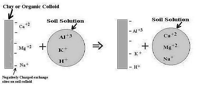 Ions (cations and anions) have the potential electronegativities to bind the free ion else around, to establish a new equilibrium charge.