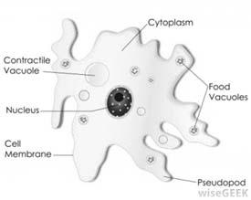 4. Unicellular Organisms Amoeba Cytoplasm Read Amoebas have projections called pseudopods. These are used to help the amoeba around.