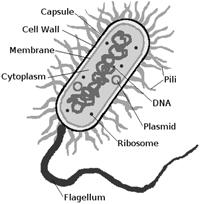 Bacteria Cell wall Cell membrane Cytoplasm Flagellum DNA Some bacteria have tails called flagellum. These are used to help the bacteria around.