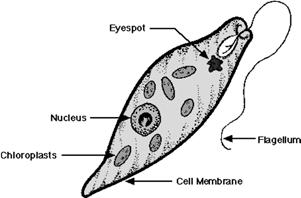 Euglena Euglena are not plant cells even though they contain chloroplasts.