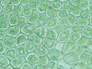 Lesson 1 Cells Plant cells often have boxlike shapes that fit closely together. This arrangement provides support for a plant. What are plants and animals made of?