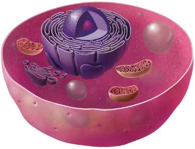 What are the parts of cells? Every cell has parts inside. Each part of a cell has a job that helps keep the cell alive. Animal Cells Look inside this animal cell. Find five parts in the cell.