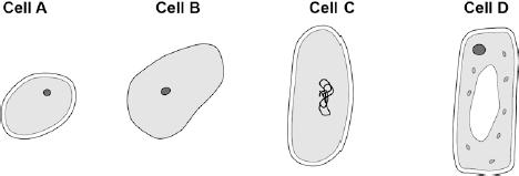 1 The figure below shows four different types of cell. (a) Which cell is a plant cell? Give one reason for your answer. Cell... Reason.