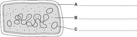 (ii) Which cell, A, B, C or D, can produce glucose by photosynthesis? (c) Cells A, B, C and D all use oxygen. For what process do cells use oxygen? Draw a ring around one answer.