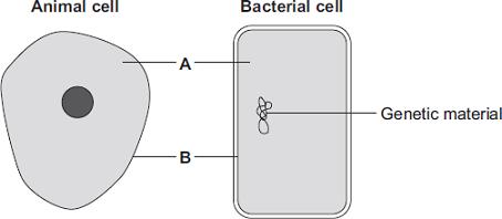 Describe how the long tail and the mitochondria help the sperm to do its job. Long tail... Mitochondria... (4) (Total 9 marks) 12 The diagrams show an animal cell and a bacterial cell.