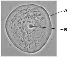 2 Figure 1 shows an animal cell. Figure 1 (a) What is structure A? Tick one box.