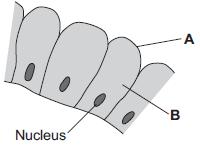 (d) Substances can move into and out of cells by three processes. The diagrams show the concentration of different substances inside and outside a root hair cell.