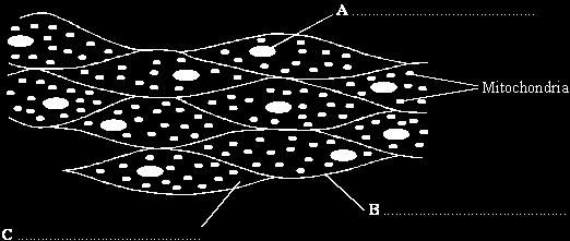 4 The diagram shows a group of muscle cells from the wall of the intestine. (a) On the diagram, use words from the box to name the structures labelled A, B and C.