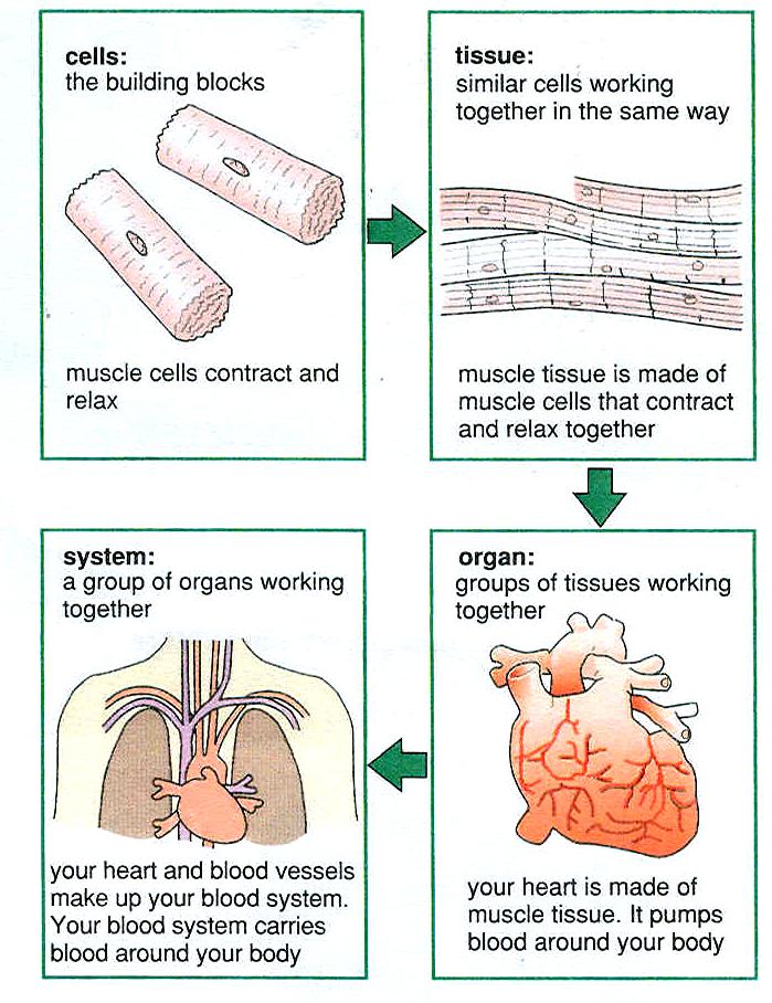 Unit 6L.1: Living things are made of Specialized cells Tissues and Organs Cell Division By the end of this unit you will know: All living organisms are made of cells.