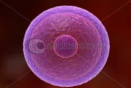 Specialized cells: that have different shapes and do different jobs Animals and plants are large living