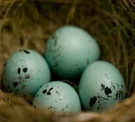 6.5.5 Cell Division How do living things change so much as they grow? A bird starts out in a hard shelled egg you can hold in your hand.