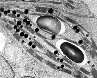 They show the ultrastructure of some organelles.