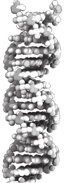 DNA has a double-helix structure (left).