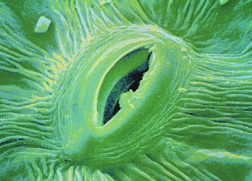 Plant cells >>> Photosynthetic cells: These cells make up a layer near the surface of a leaf. Most of a plant s photosynthesis happens here. Fig.