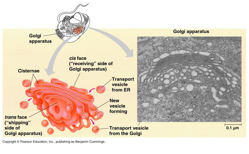 Golgi Complex/Bodies Looks like ER, but it is located closer to the cell membrane It is made up of Stacks of flattened sacs Have a shipping side & a receiving side mainly