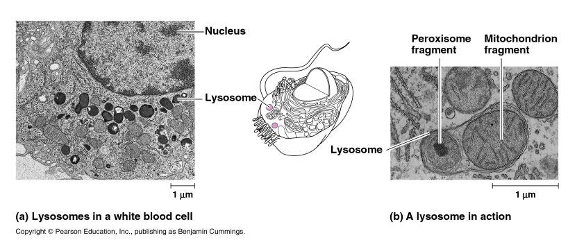 know that before you were born, lysosomes