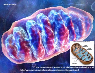Mitochondria Most of the ATP (energy used by the cell) is made in the inner membrane Can work only if they have