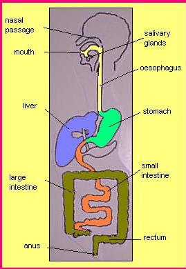 Human Body Systems Examples of systems : Digestive System Respiratory System Circulatory System Nervous System 71 Digestive System Job: