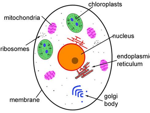 It s a Small World A cell is the smallest unit that is capable of performing life functions.