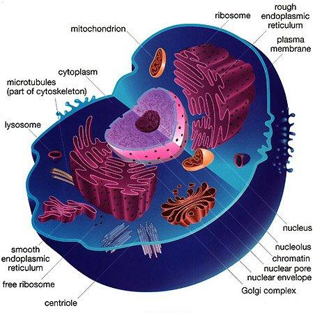 membrane-bound organelles ( little organs