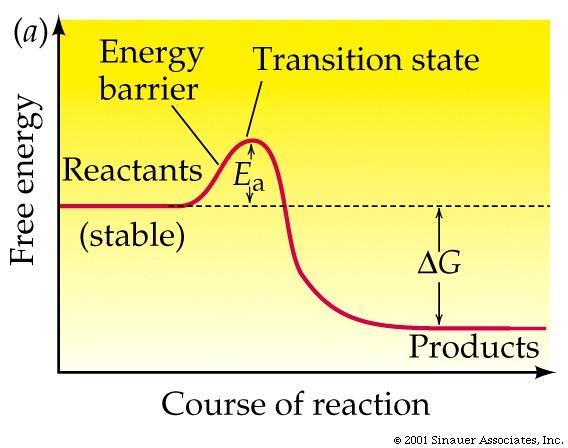 Potential energy Chemical reactions in the body Metabolic reactions are an uphill battle Energy must be put in