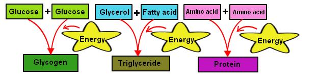 Endergonic reactions Reactants have less energy than