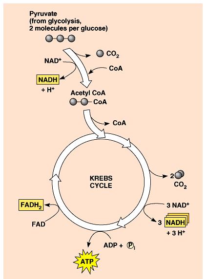 Summary of Krebs Cycle 1 Pyruvate yields: -3 CO 2-1 ATP from substrate level