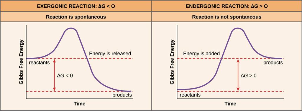 Another feature of a chemical reaction is the amount of free energy that it generates. It is measurable by comparing the energy content of the products with the energy content of the reactants.
