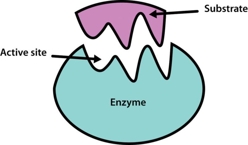The ability of enzymes to catalyze chemical reactions in living matter, depends in large part from the fact that, being proteins, are characterized by a three-dimensional shape given to them by the