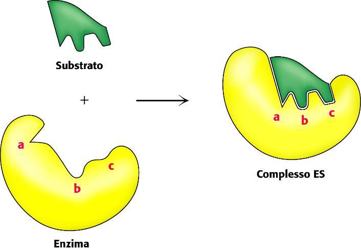 A valid explanation model of interaction between enzyme and substrate was offered by Fisher in the early