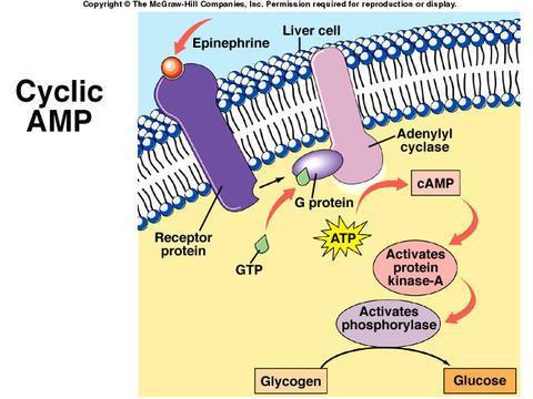 1) Activation by proteolytic cuts 2) Activation by a union with a cofactor 3) Assembly with a sub-unit 4) intracellular translocation 5) Activation / Inactivation by changing electric charges 6)
