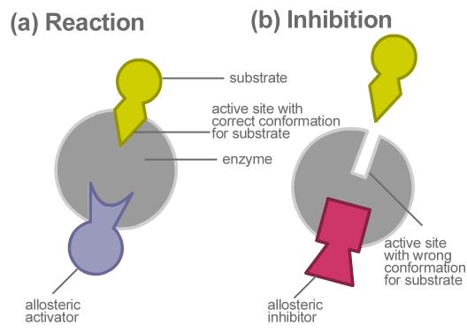 1) Activation by proteolytic cuts 2) Activation by a union with a cofactor 3) Assembly with a sub-unit 4) intracellular translocation 5) Activation / Inactivation by changing electric charges 6)
